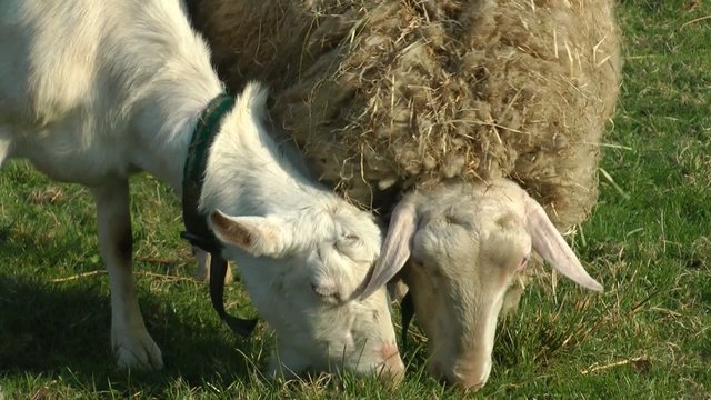Schaf und Ziege