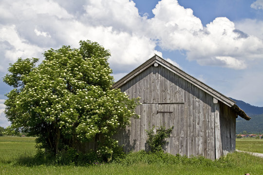 Heuh&uuml;tte mit Holunder