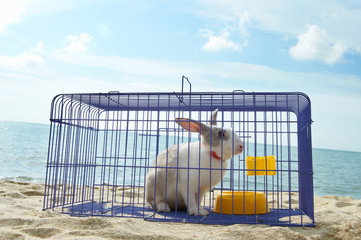 rabbit in a metal cage