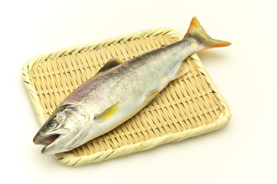 6 Best あめのうお Images Stock Photos Vectors Adobe Stock