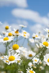 white daisies on blue sky