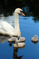 swan with baby chicks