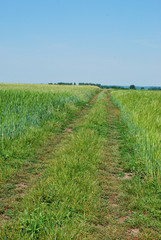 Tracks in the fields
