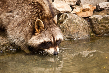 Waschbär