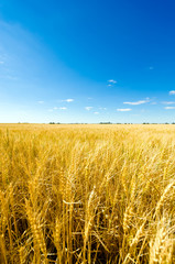 Golden colorful crop meadow under a blue vivid sky