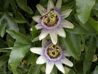Passiflora fiore della passione