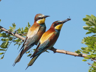 European Bee eater Merops apiaster