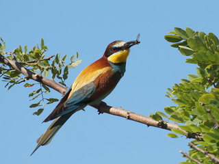 European Bee eater, bee Merops apiaster