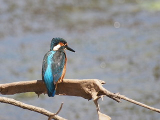 Obraz premium Common Kingfisher on river, alcedo atthis