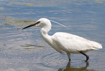 Little Egret on river Danube, Egretta garzetta