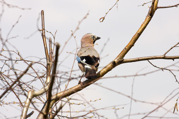 Garrulus glandarius