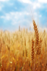 Obraz premium Wheat field against the blue sky