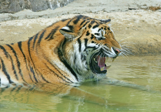 Bengal Tiger snarling while bathing in a pool