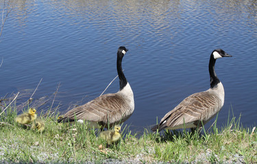 Canada Geese & Goslings