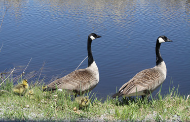 Canada Geese & Goslings