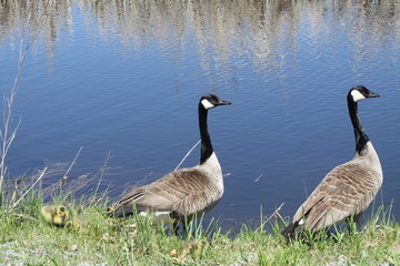 Canada Geese & Goslings
