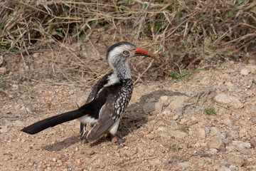 Red-billed Hornbill