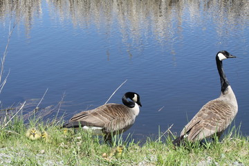 Canada Geese & Goslings