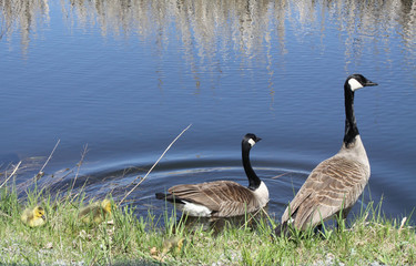 Canada Geese & Goslings