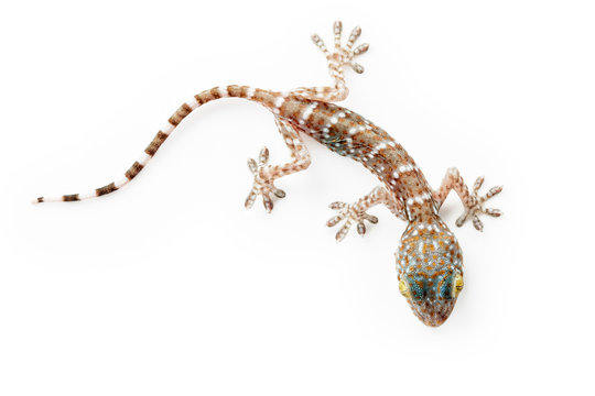 Gecko Lizard Images Browse 56 469 Stock Photos Vectors And Video Adobe Stock Gecko Lizard Images Browse 56 469 Stock Photos Vectors And Video Adobe Stock