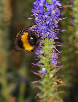Gro&szlig;e Erdhummel
