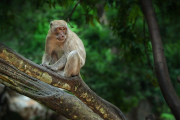 monkey