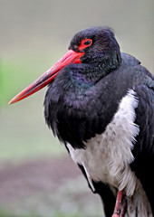 Stork