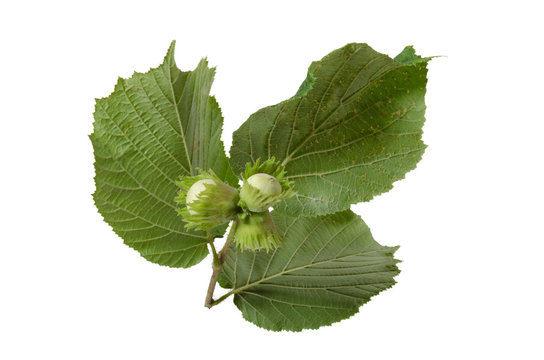 Haselnuss, Hazelnut