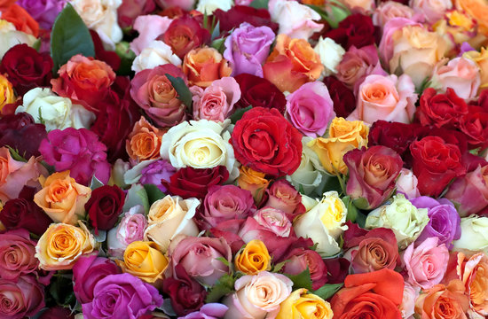 Colourful Roses