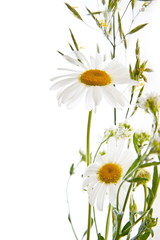 Chamomile