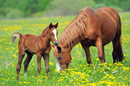 Horse
