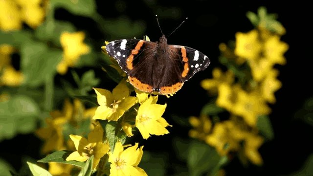 Admiral auf Gold-Felberich