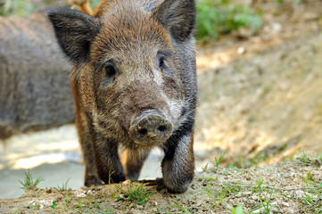 Wild pig