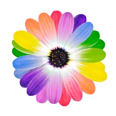 Fotobehang Rainbow Multi Colored Petals of Daisy Flower © tr3gi