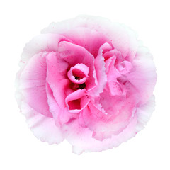 Pink Carnation Flower Isolated on White Background