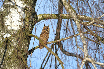 flying eagle-owl