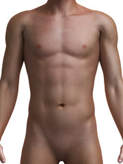 Fototapeta na wymiar 3d rendered medical illustration of a healthy male torso