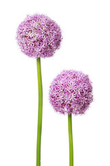 Zwei schöne Allium Blüten