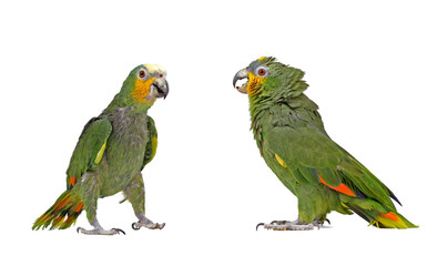 Green parrot
