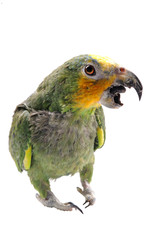 Green parrot