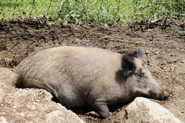 Wildschwein