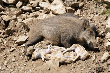 Wildschwein