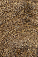 fieno e paglia
