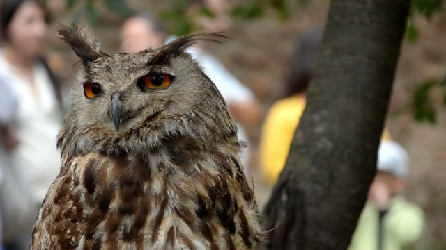 hibou  owl