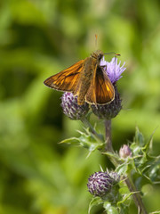 large skipper butterfly