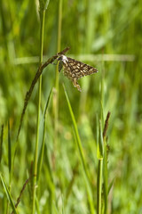 common heath moth