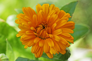 gelbe gefüllte ringelblume in nahaufnahme