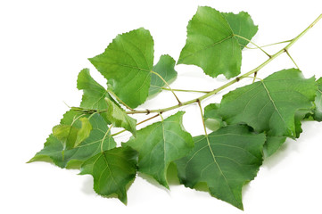 branch poplar trees with green leaves