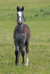Fototapeta premium Horses