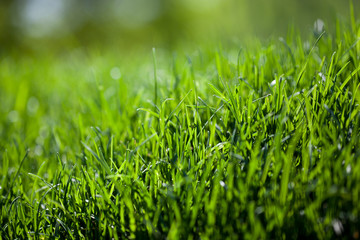 green grass background